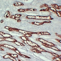 KSP Cadherin antibody