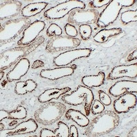 KSP Cadherin antibody