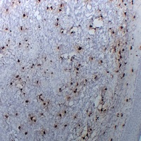 Tryptase alpha/beta Mouse Monoclonal Antibody