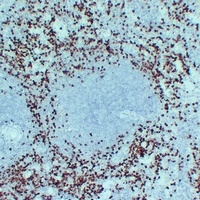 Myeloperoxidase Mouse Monoclonal Antibody