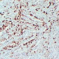 PGHS-2 Mouse Monoclonal Antibody
