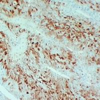 Arginase 1 Mouse Monoclonal Antibody