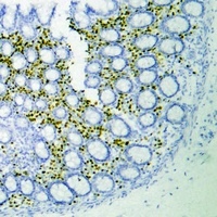 IRF4 Antibody