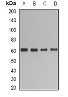 UGT1A1 Antibody