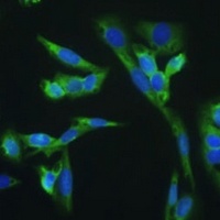 Anti-CD279 Antibody