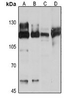 ANO1 Antibody