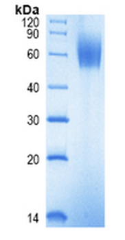 Human IL23R protein