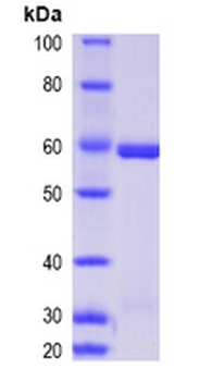 Human SMAD3 protein