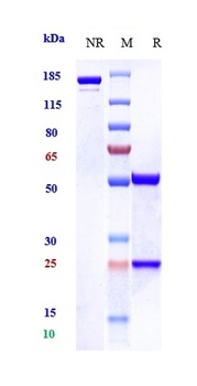 MUC1 Antibody (MMAE)