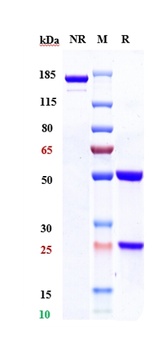 HGFR/c-Met Antibody (MMAE)