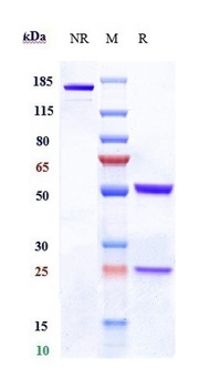 CLDN6/CLD6 Antibody
