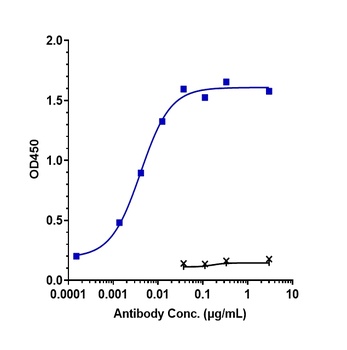 Anti-CLDN6 Reference Antibody