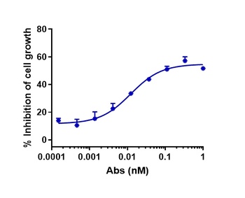 Anti-CLDN6 Reference Antibody