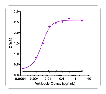 Anti-Amyloid Beta Reference Antibody (lecanemab)