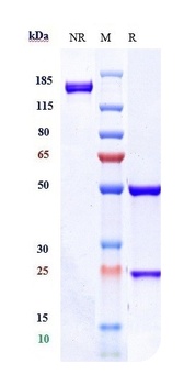 TSPAN26/CD37 Antibody