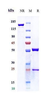 TNFSF13B/BAFF/CD257 Antibody