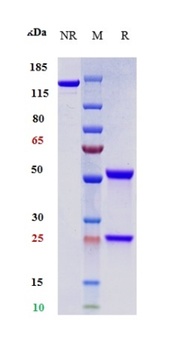 PDCD1/PD-1/CD279 Antibody