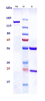 TBFbR2 Antibody