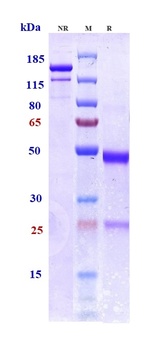 Tau Antibody