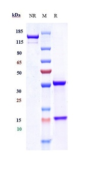 CYR61 / CCN1 Reference Antibody