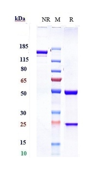 PDCD1/PD-1/CD279 Antibody
