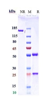 PDCD1/PD-1/CD279 Antibody