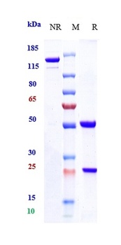 CD20 Reference Antibody
