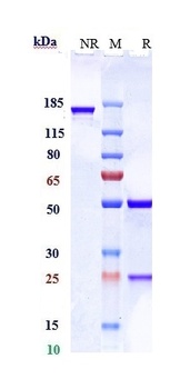 PDCD1/PD-1/CD279 Antibody