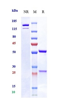 OSMR Antibody