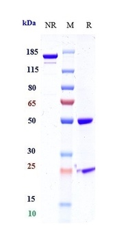 Mesothelin Antibody