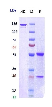 FcRn (FCGRT & B2M) Antibody