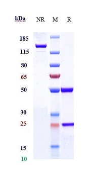 IL-5 Antibody