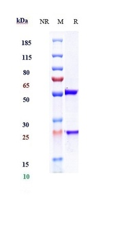 CD20 Antibody