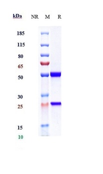 CD20 Antibody