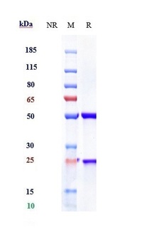 IL-23a Antibody