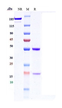 HGFR/c-Met Antibody