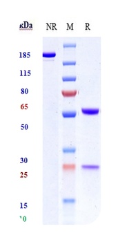 Hepcidin/HAMP Antibody