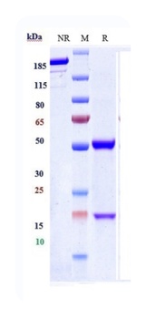 Hepcidin/HAMP Antibody