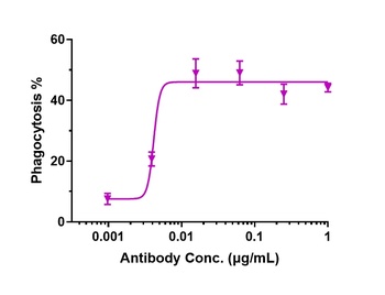 Anti-CD47 Reference Antibody