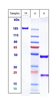 HGFR / c-Met Reference Antibody