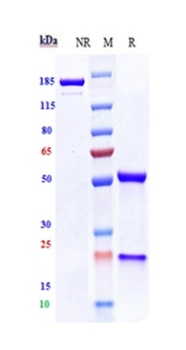 VEGFR2/KDR/CD309 Antibody
