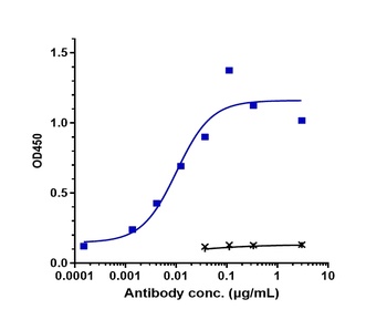 ERBB1/EGFR/HER1 Antibody