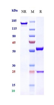 ERBB1/EGFR/HER1 Antibody