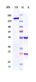 ERBB1/EGFR/HER1 Antibody