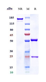 NOTCH3 Reference Antibody