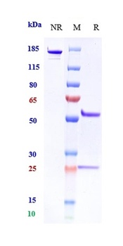 DLL4 Reference Antibody