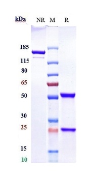 Sphingosine-1-phosphate Reference Antibody