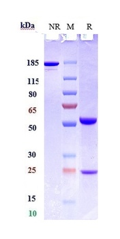 CSF2/GM-CSF Antibody