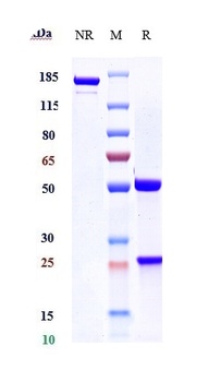 CLEC4C Antibody