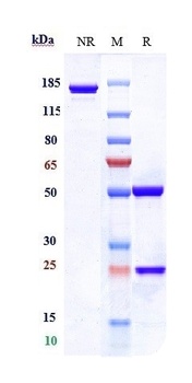 Clathrin Heavy Chain / CHC Reference Antibody